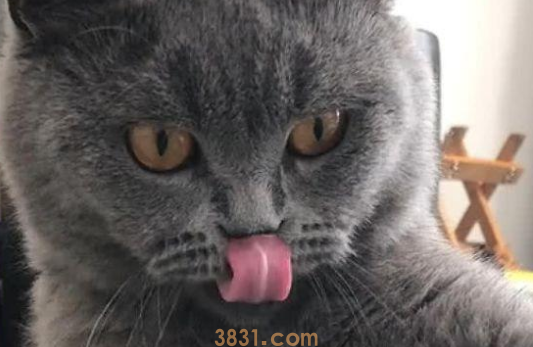 猫咪抬爪半响都不动,主人认为练神功,猫:看够了没,快救我 猫咪抬爪半响都不动,主人认为练神功,猫:看够了没,快救我