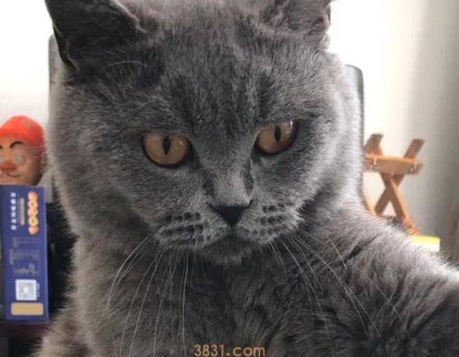 猫咪抬爪半响都不动,主人认为练神功,猫:看够了没,快救我 猫咪抬爪半响都不动,主人认为练神功,猫:看够了没,快救我