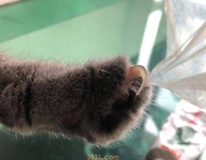 猫咪抬爪半响都不动,主人认为练神功,猫:看够了没,快救我 猫咪抬爪半响都不动,主人认为练神功,猫:看够了没,快救我