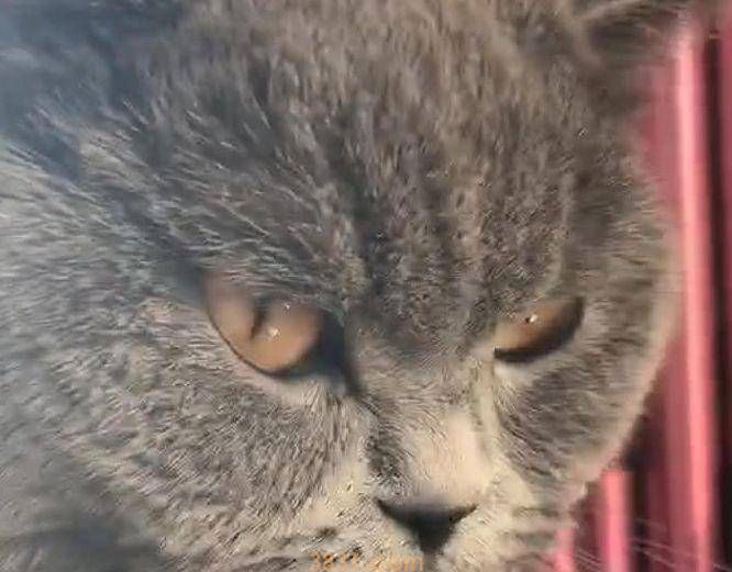 猫咪抬爪半响都不动,主人认为练神功,猫:看够了没,快救我 猫咪抬爪半响都不动,主人认为练神功,猫:看够了没,快救我