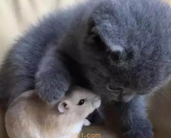 主人给小奶猫买了小仓鼠,过了一个小时后,主人却无法了 主人给小奶猫买了小仓鼠,过了一个小时后,主人却无法了