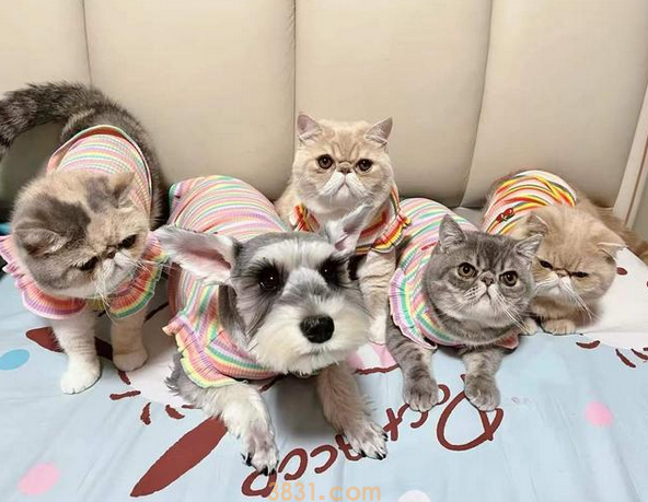 猫咪有猫癣不要紧张,咬人、抓人这样处理,养 猫咪有猫癣不要紧张,咬人、抓人这样处理,养