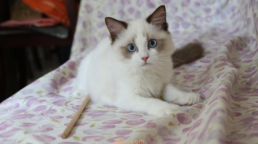 猫咪突然大喘气!这是哮喘吗?(图1)