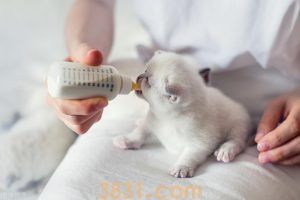 如何判断猫咪怀孕?怎么照顾猫咪才能让猫咪顺利生产?(图8)