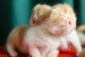 如何判断猫咪怀孕?怎么照顾猫咪才能让猫咪顺利生产?(图5)