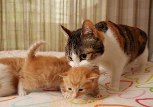 如何判断猫咪怀孕?怎么照顾猫咪才能让猫咪顺利生产?(图7)