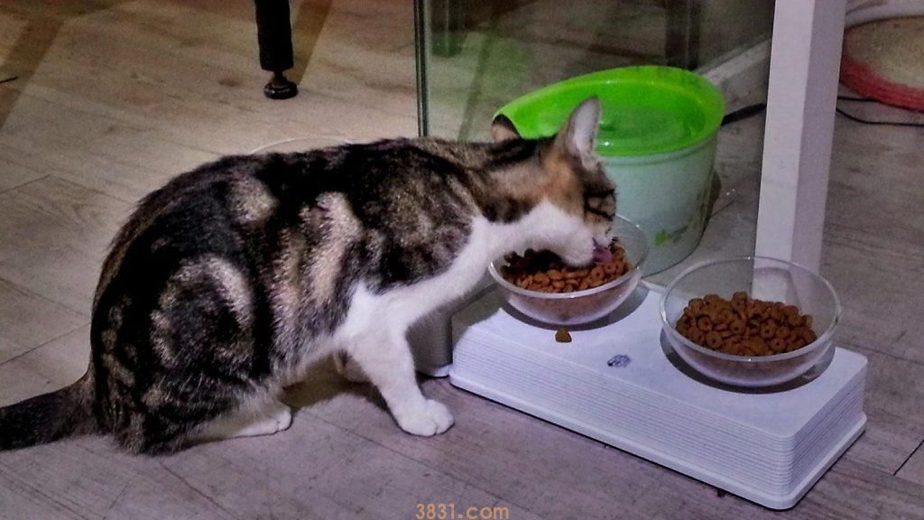 怎样挑选一款好的猫粮?新手选猫粮从这6个方面看(图7)