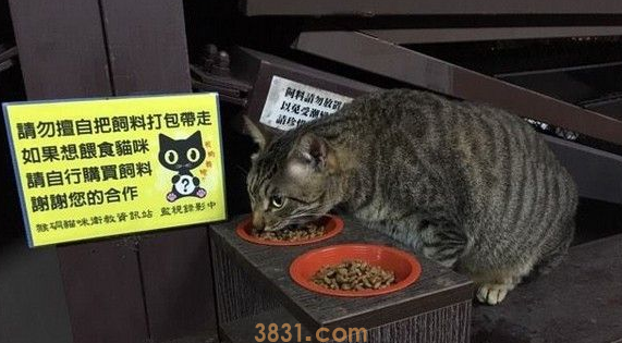 爱猫人士擅放有色饲料 猫咪吃下之后狂吐不止 爱猫人士擅放有色饲料 猫咪吃下之后狂吐不止