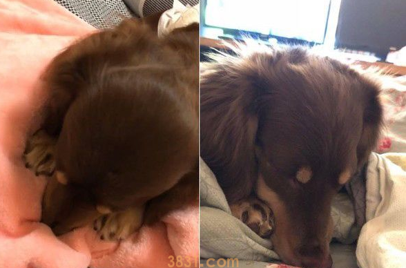 根本就是猫魂上身 汪星人睡觉前踏踏帮被按摩 根本就是猫魂上身 汪星人睡觉前踏踏帮被按摩