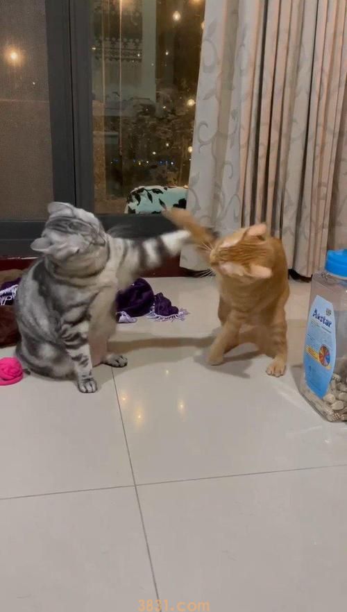 猫又打起来了?为什么猫会喜欢打架?(图2)