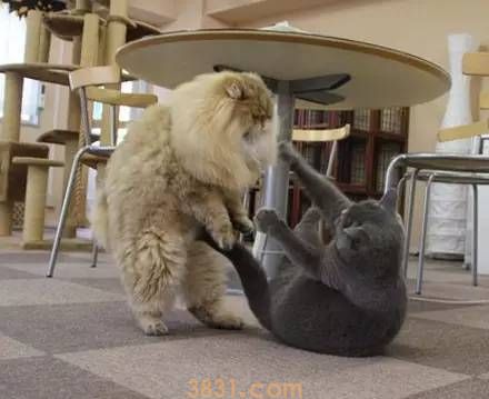 猫又打起来了?为什么猫会喜欢打架?(图1)