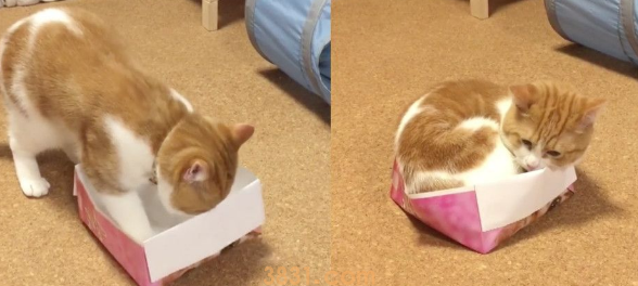巨大腊肠猫硬是要塞进去 纸盒最终受不了自爆了 巨大腊肠猫硬是要塞进去 纸盒最终受不了自爆了