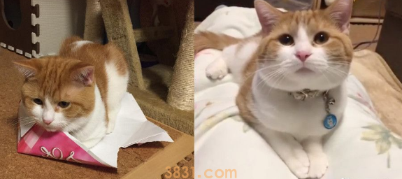 巨大腊肠猫硬是要塞进去 纸盒最终受不了自爆了 巨大腊肠猫硬是要塞进去 纸盒最终受不了自爆了