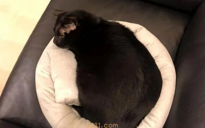 孕妈深夜被黑猫用力咬脸,痛醒后正准备发火 孕妈深夜被黑猫用力咬脸,痛醒后正准备发火