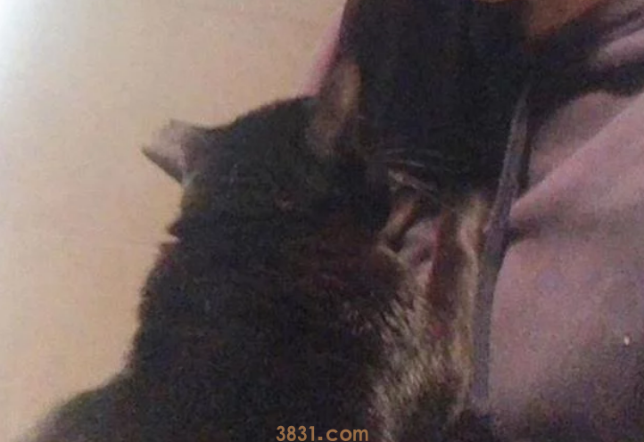 孕妈深夜被黑猫用力咬脸,痛醒后正准备发火 孕妈深夜被黑猫用力咬脸,痛醒后正准备发火