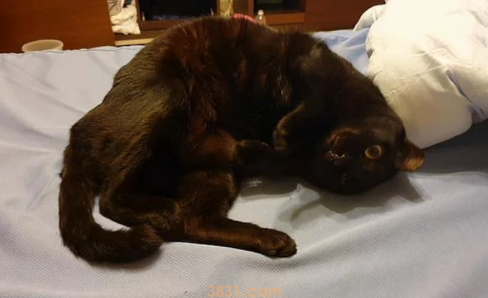 孕妈深夜被黑猫用力咬脸,痛醒后正准备发火 孕妈深夜被黑猫用力咬脸,痛醒后正准备发火