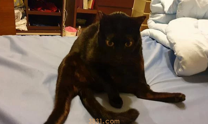 孕妈深夜被黑猫用力咬脸,痛醒后正准备发火 孕妈深夜被黑猫用力咬脸,痛醒后正准备发火