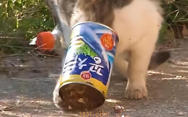 为了一口食物,猫咪头部被卡罐头数日 为了一口食物,猫咪头部被卡罐头数日