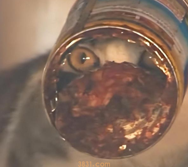 为了一口食物,猫咪头部被卡罐头数日 为了一口食物,猫咪头部被卡罐头数日