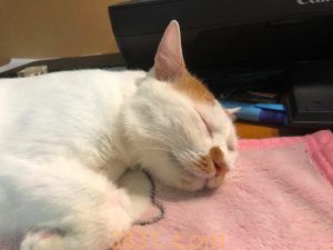 猫一天睡多长时间?为什么睡这么久?(图14)