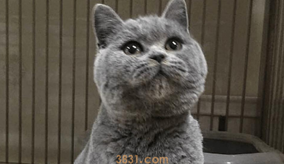 主人出门忘给蓝猫留猫粮,下班后匆促赶回家,开门一看直接愣住了 主人出门忘给蓝猫留猫粮,下班后匆促赶回家,开门一看直接愣住了