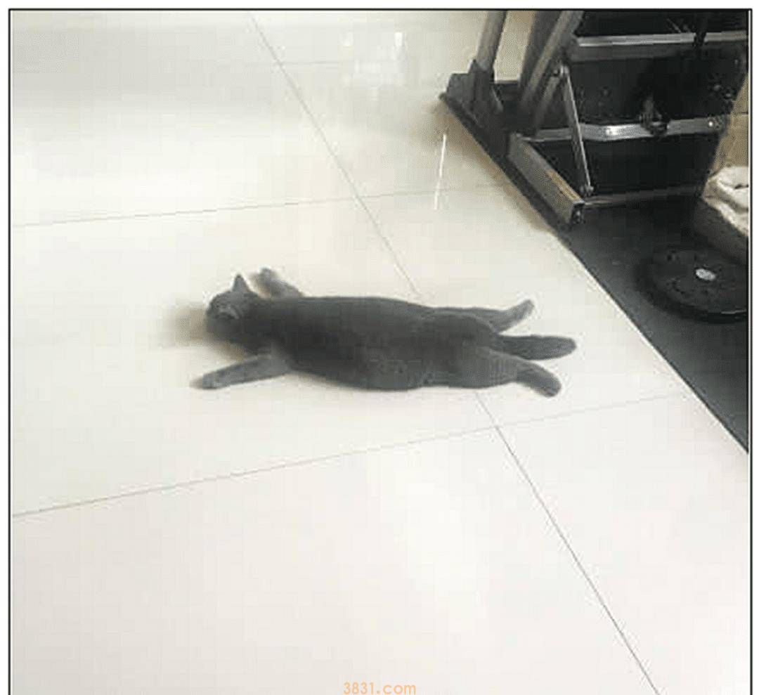 主人出门忘给蓝猫留猫粮,下班后匆促赶回家,开门一看直接愣住了 主人出门忘给蓝猫留猫粮,下班后匆促赶回家,开门一看直接愣住了