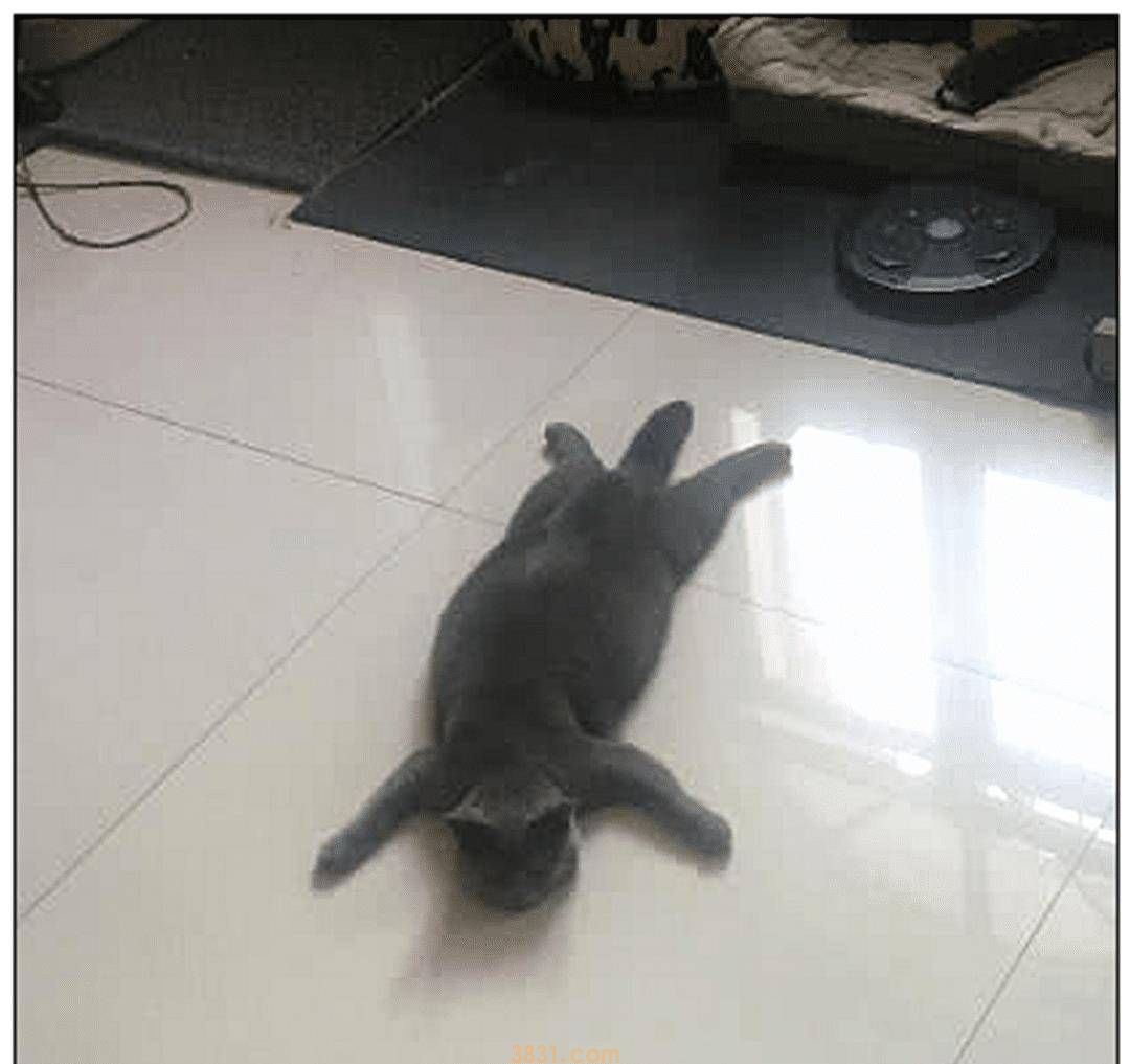 主人出门忘给蓝猫留猫粮,下班后匆促赶回家,开门一看直接愣住了 主人出门忘给蓝猫留猫粮,下班后匆促赶回家,开门一看直接愣住了