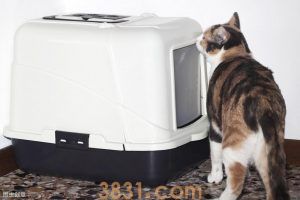 猫砂盆到底放几个合适?家里到底应该放几个猫砂盆?(图6)