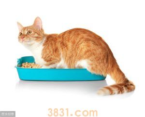 猫砂盆到底放几个合适?家里到底应该放几个猫砂盆?(图10)
