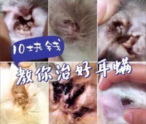 耳螨其实就是外耳道寄生虫,10块钱治好你家猫烦人的耳螨!(图1)
