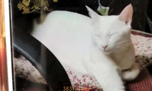 情侣分手,宠物猫竟像废物相同被丢掉,帮它找个新家就那么难吗? 情侣分手,宠物猫竟像废物相同被丢掉,帮它找个新家就那么难吗?