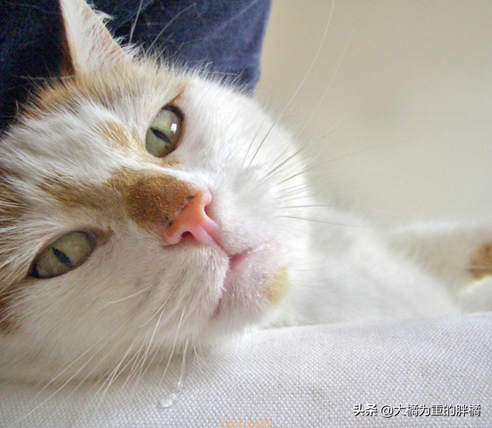 猫咪流口水的原因是为啥?猫咪流口水的4个原因,体现在这5种时候(图1)