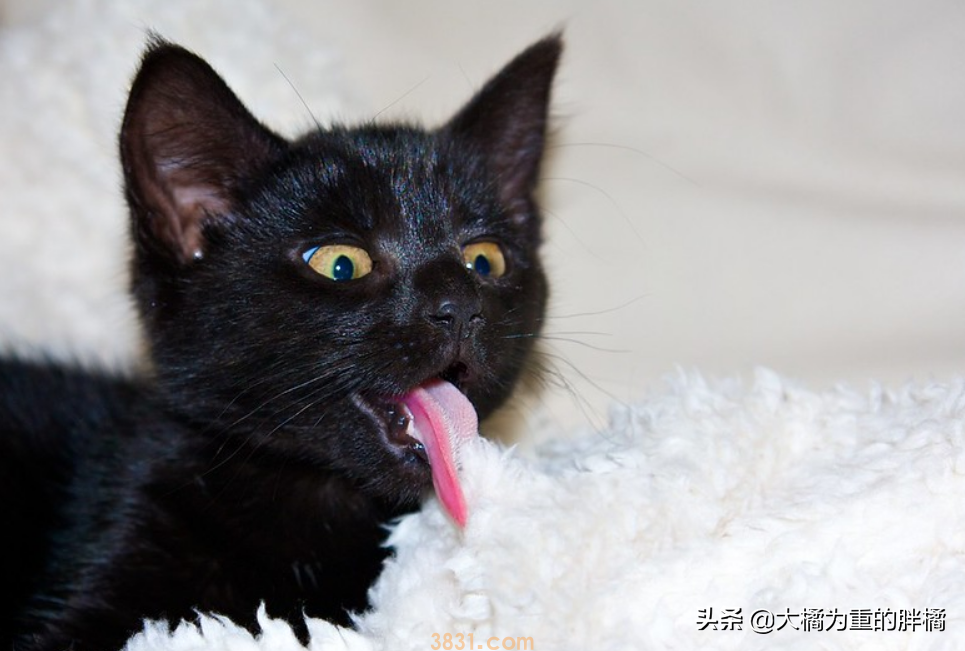 猫咪流口水的原因是为啥?猫咪流口水的4个原因,体现在这5种时候(图2)