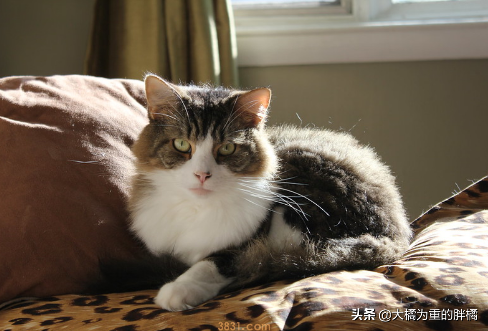 猫咪流口水的原因是为啥?猫咪流口水的4个原因,体现在这5种时候(图3)