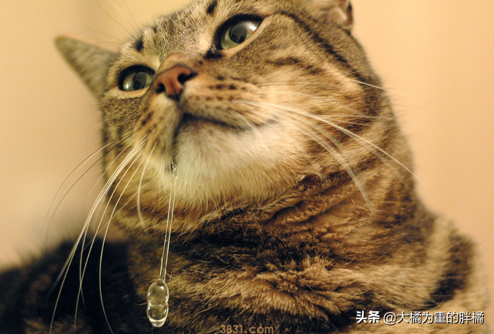 猫咪流口水的原因是为啥?猫咪流口水的4个原因,体现在这5种时候(图4)