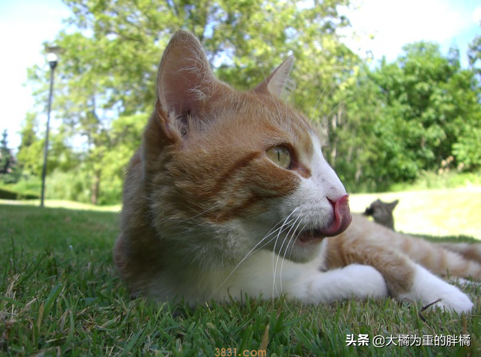猫咪流口水的原因是为啥?猫咪流口水的4个原因,体现在这5种时候(图5)