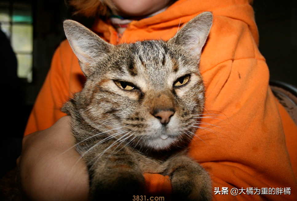 猫咪流口水的原因是为啥?猫咪流口水的4个原因,体现在这5种时候(图6)