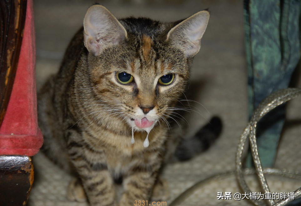 猫咪流口水的原因是为啥?猫咪流口水的4个原因,体现在这5种时候(图7)
