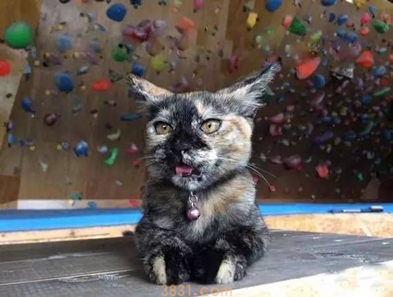 公园里的湖边上有一只漂泊猫咪,网友:从速下去救救它 公园里的湖边上有一只漂泊猫咪,网友:从速下去救救它