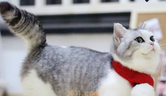 “当家主母”找到猫主人做证,造假仍被质疑,现在剧组百口莫辩 “当家主母”找到猫主人做证,造假仍被质疑,现在剧组百口莫辩