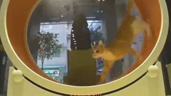 老板心血来潮的行为 证明了猫科动物跑得快却不耐久 老板心血来潮的行为 证明了猫科动物跑得快却不耐久