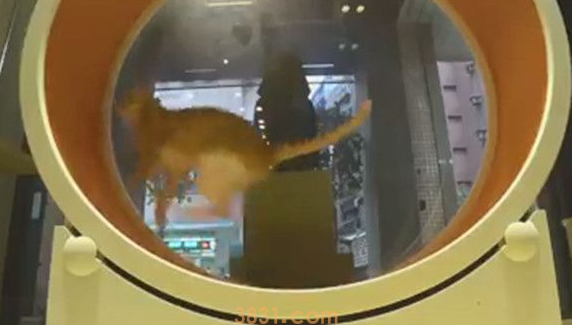 老板心血来潮的行为 证明了猫科动物跑得快却不耐久 老板心血来潮的行为 证明了猫科动物跑得快却不耐久