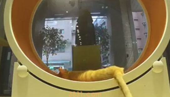 老板心血来潮的行为 证明了猫科动物跑得快却不耐久 老板心血来潮的行为 证明了猫科动物跑得快却不耐久