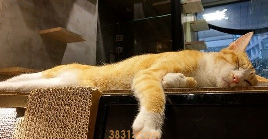 老板心血来潮的行为 证明了猫科动物跑得快却不耐久 老板心血来潮的行为 证明了猫科动物跑得快却不耐久