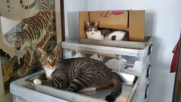 漂泊小奶猫乱入捕鼠笼,除鼠公司老板吓呆,最终只好…… 漂泊小奶猫乱入捕鼠笼,除鼠公司老板吓呆,最终只好……