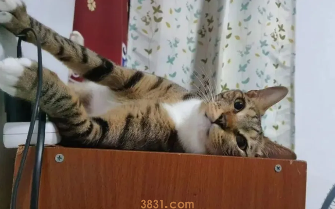 漂泊小奶猫乱入捕鼠笼,除鼠公司老板吓呆,最终只好…… 漂泊小奶猫乱入捕鼠笼,除鼠公司老板吓呆,最终只好……