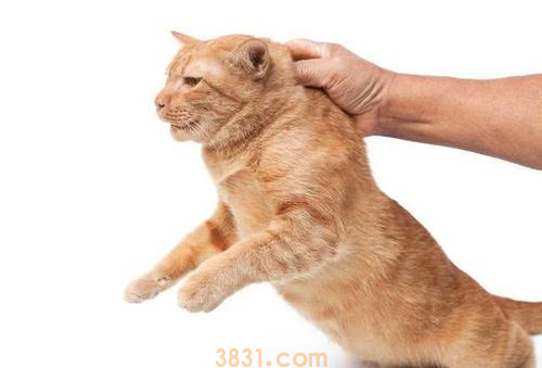 被命运扼住的后颈肉,为什么提起猫咪它会立马变乖? 被命运扼住的后颈肉,为什么提起猫咪它会立马变乖?