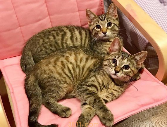 在妈妈的辅导之下 小女子超有慧根成为胜任猫奴 在妈妈的辅导之下 小女子超有慧根成为胜任猫奴