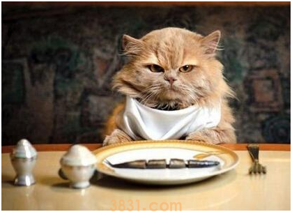 猫咪的营养餐如何制作?制作简单的猫咪营养餐(图4)