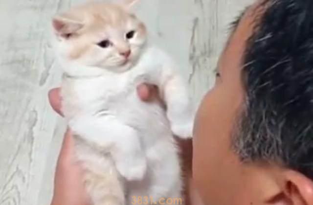 那个说着把猫带回家就跟猫一同滚蛋的老爸居然对猫做出这种事 那个说着把猫带回家就跟猫一同滚蛋的老爸居然对猫做出这种事